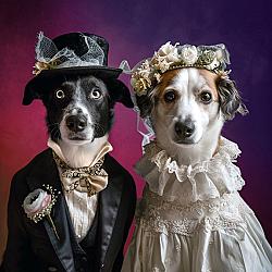 Кучешките сватби стават все по-популярни в Китай